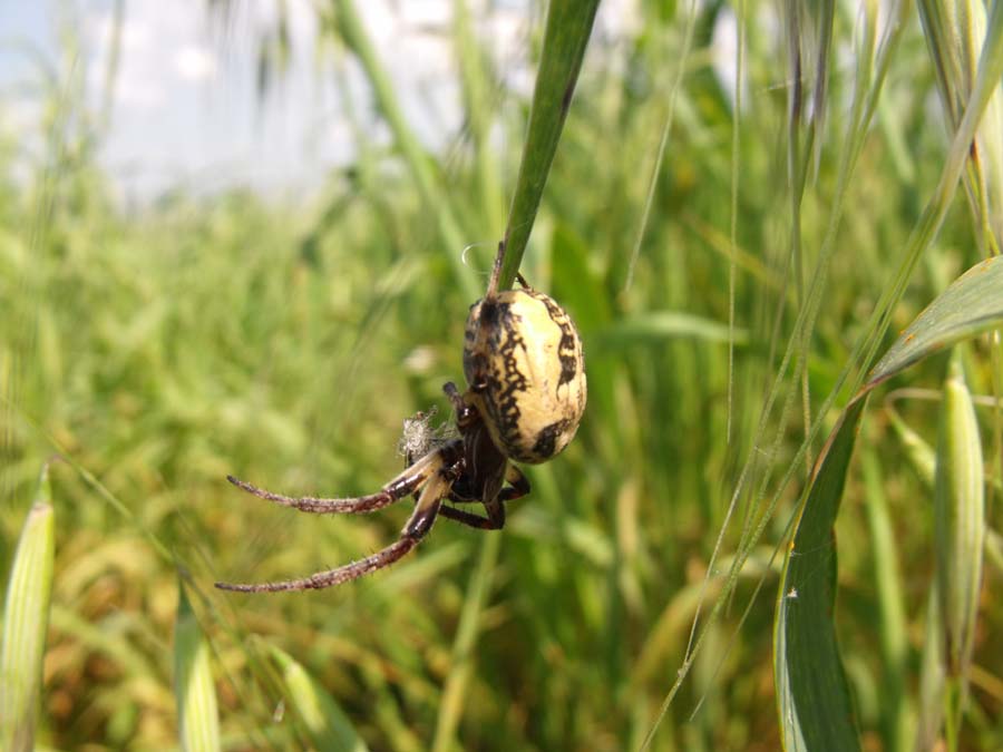 Larinioides sp.